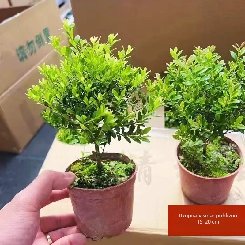 Desktop bonsai Phoebe lobata — unutarnja zelena biljka koja voli sunce, normalna temperatura, moderni minimalistički stil