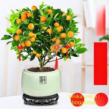 Kumquat bonsai - mladica, umjerena temperatura, neutralna rasvjeta, neutralno zalijevanje, novi kineski stil