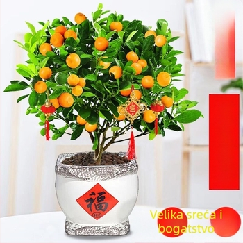 Kumquat bonsai - mladica, umjerena temperatura, neutralna rasvjeta, neutralno zalijevanje, novi kineski stil