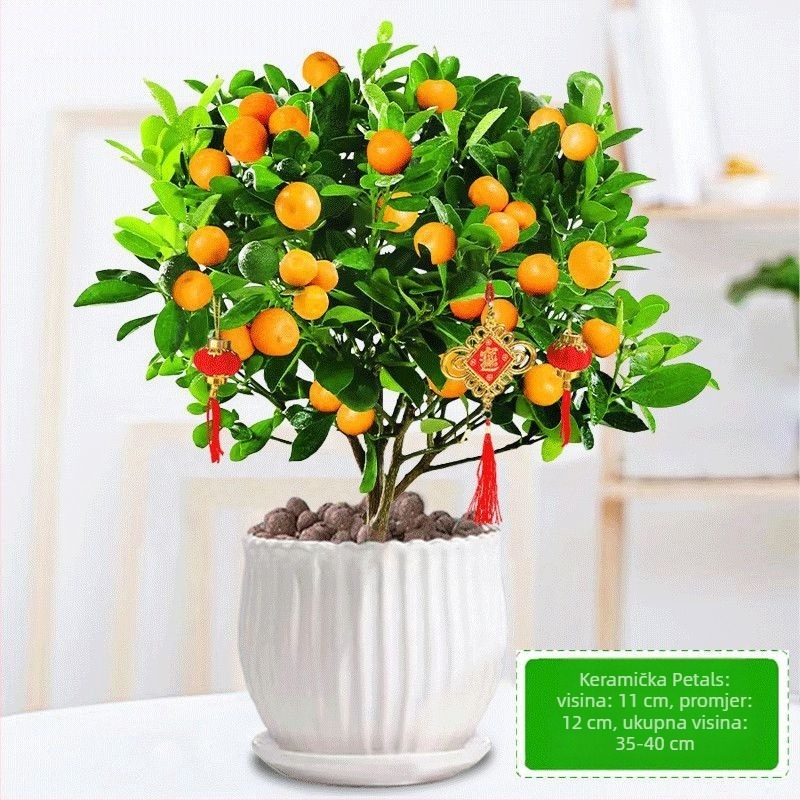 Kumquat bonsai - mladica, umjerena temperatura, neutralna rasvjeta, neutralno zalijevanje, novi kineski stil