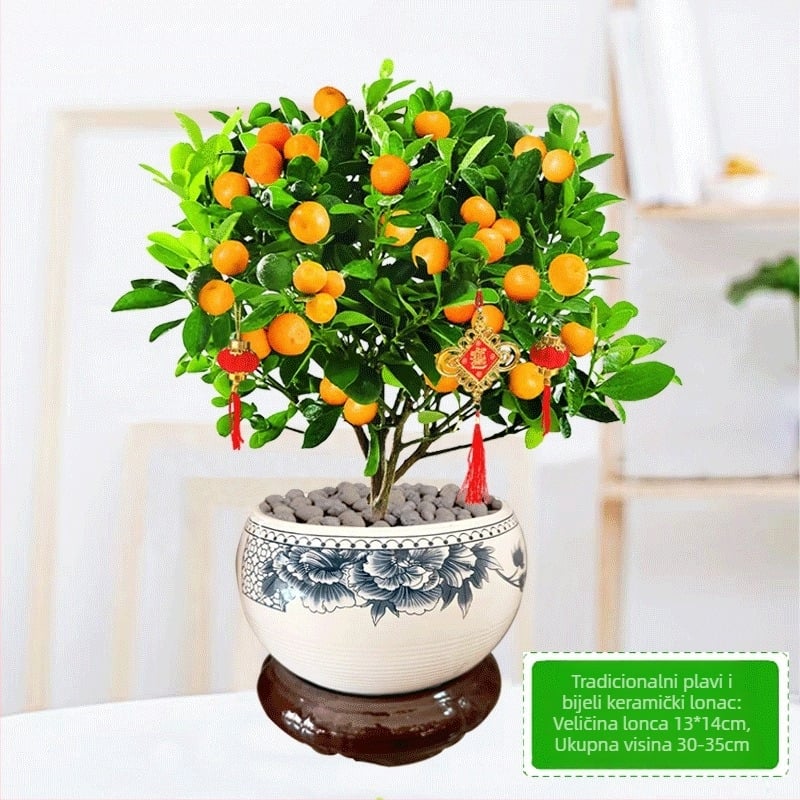 Kumquat bonsai - mladica, umjerena temperatura, neutralna rasvjeta, neutralno zalijevanje, novi kineski stil
