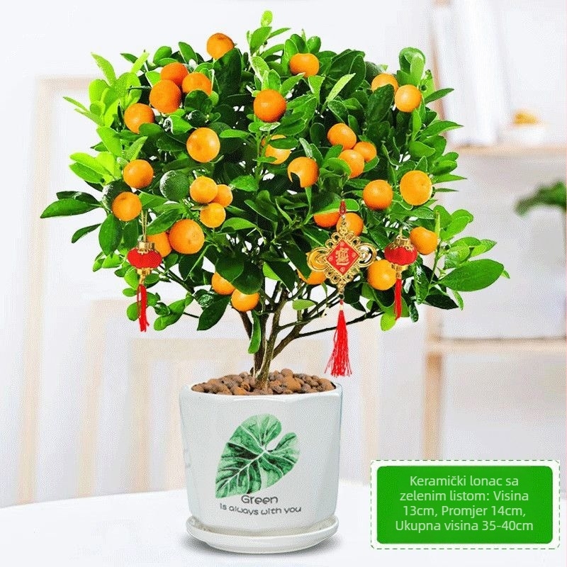 Kumquat bonsai - mladica, umjerena temperatura, neutralna rasvjeta, neutralno zalijevanje, novi kineski stil