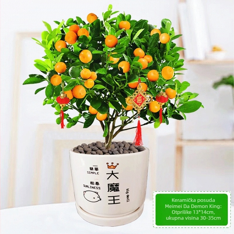 Kumquat bonsai - mladica, umjerena temperatura, neutralna rasvjeta, neutralno zalijevanje, novi kineski stil