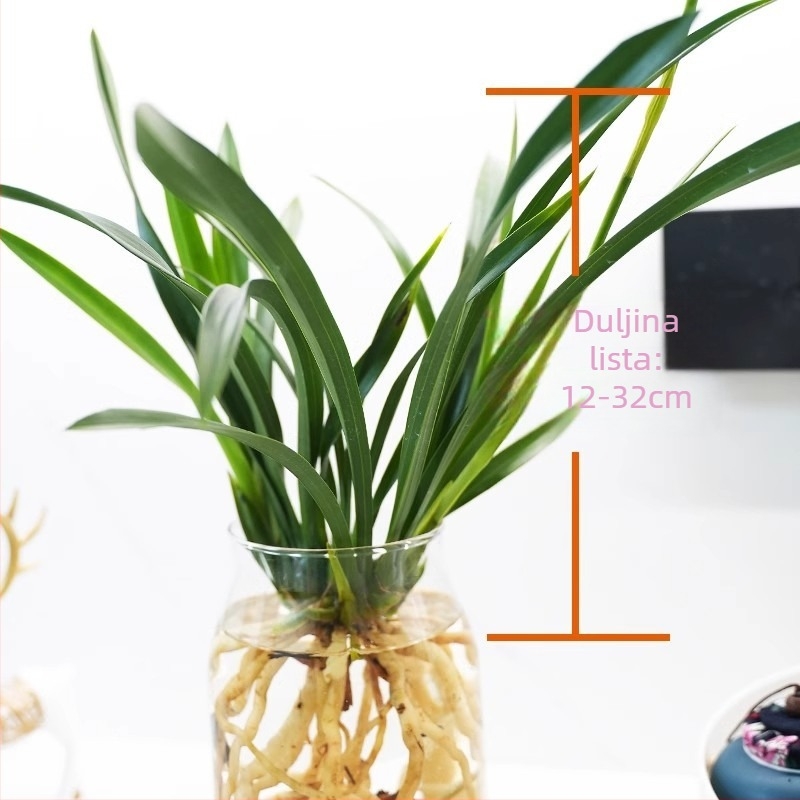 Hydroponska mladica orhideje s pupoljcima (unutarnje, mirisno, u loncu)