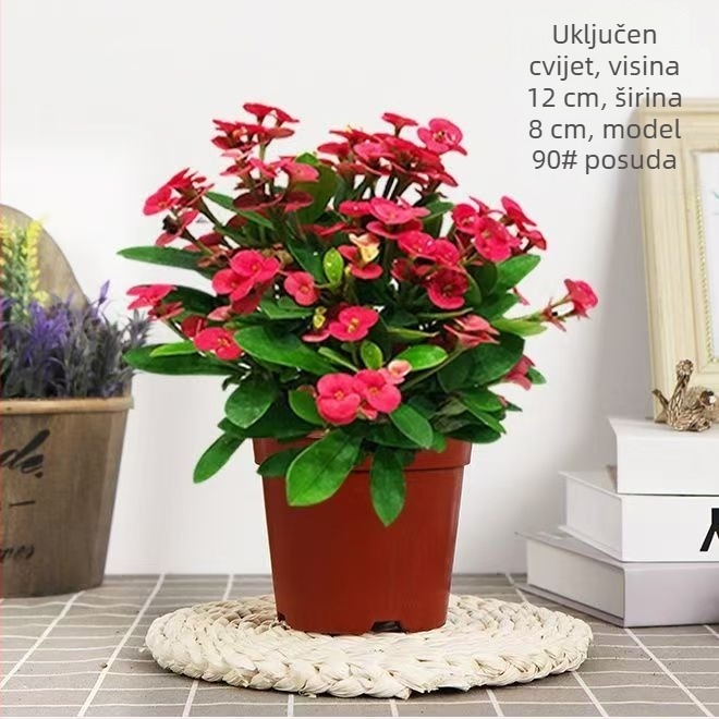 Uredska sobna biljka u loncu - Tiger Thorn sa starim deblom, kineski stil, moderna jednostavnost (normalna temperatura, neutralno svjetlo, neutralna vlaga)