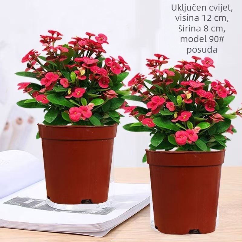 Uredska sobna biljka u loncu - Tiger Thorn sa starim deblom, kineski stil, moderna jednostavnost (normalna temperatura, neutralno svjetlo, neutralna vlaga)