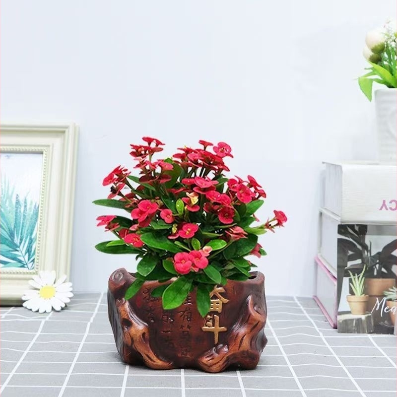 Uredska sobna biljka u loncu - Tiger Thorn sa starim deblom, kineski stil, moderna jednostavnost (normalna temperatura, neutralno svjetlo, neutralna vlaga)