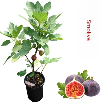 Sadnice smokve Boji Red četverosezonske sorte, pogodne za lonac, rađaju u istoj godini, Guoxiang brend