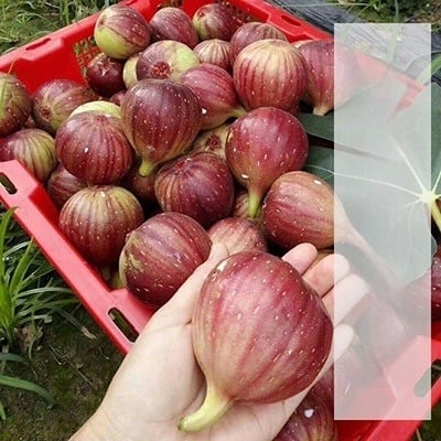 Sadnice smokve Boji Red četverosezonske sorte, pogodne za lonac, rađaju u istoj godini, Guoxiang brend