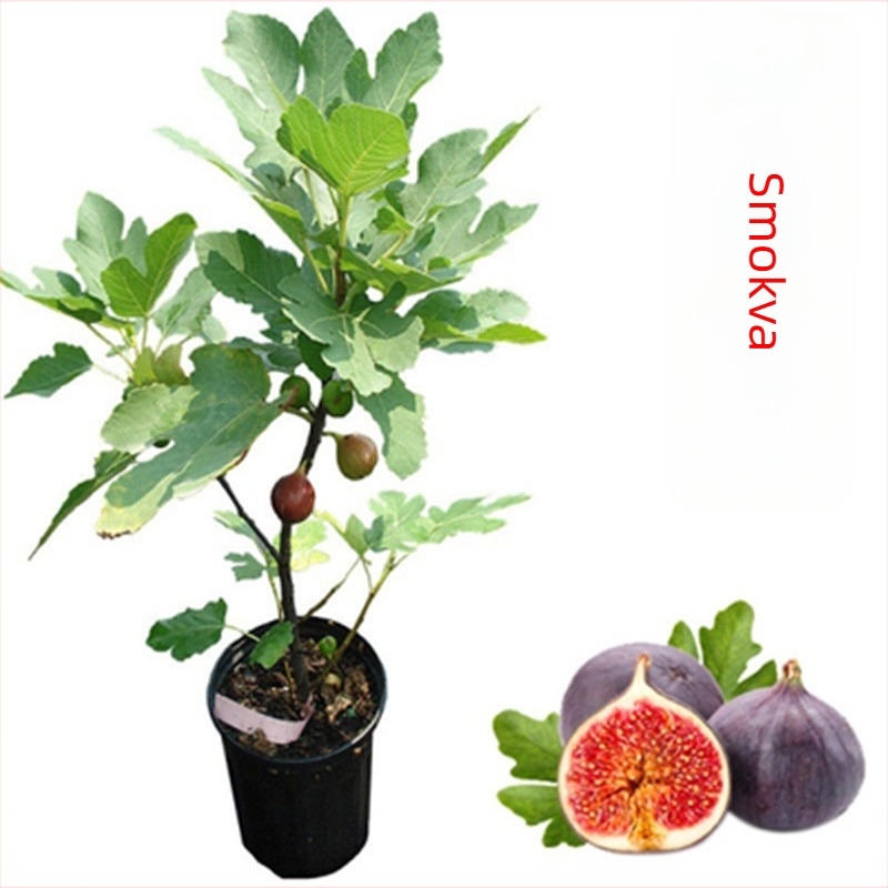 Sadnice smokve Boji Red četverosezonske sorte, pogodne za lonac, rađaju u istoj godini, Guoxiang brend