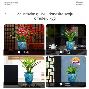 Sadnice orhideja, lako se uzgajaju tijekom cijele godine, aromatična sobna biljka u loncu