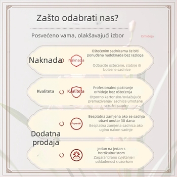 Sadnice orhideja, lako se uzgajaju tijekom cijele godine, aromatična sobna biljka u loncu