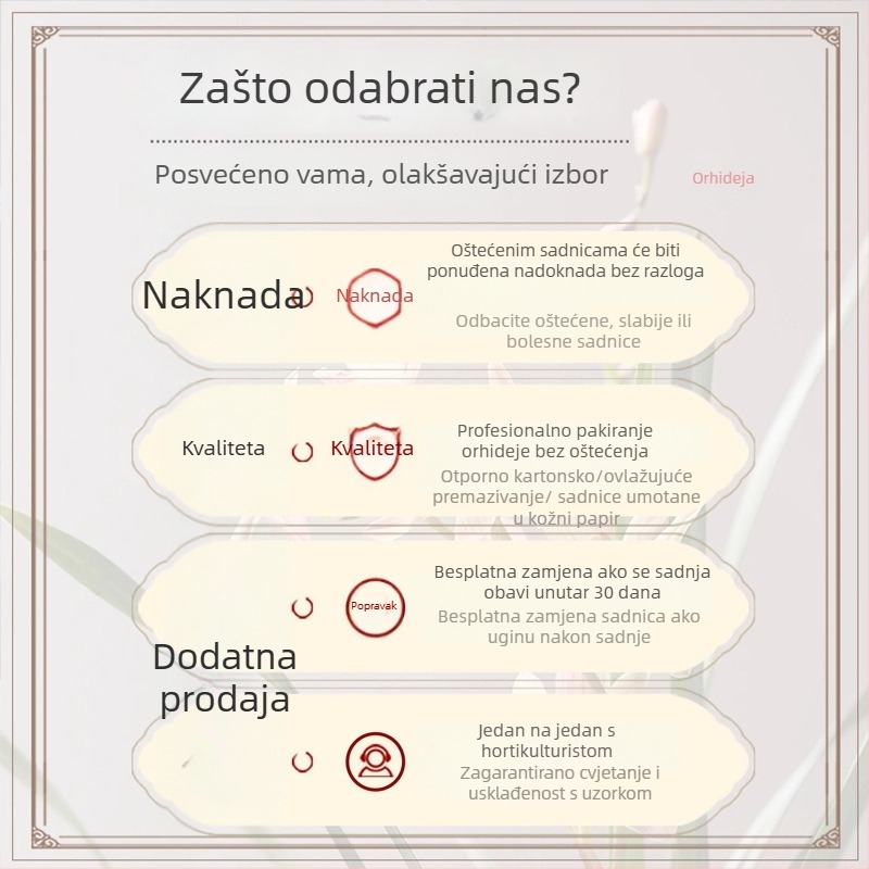 Sadnice orhideja, lako se uzgajaju tijekom cijele godine, aromatična sobna biljka u loncu