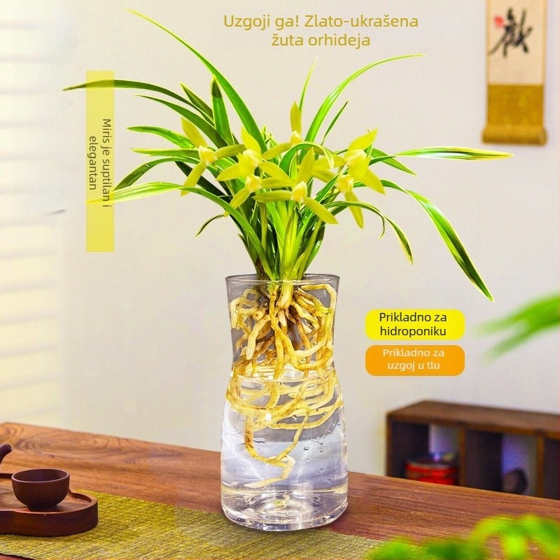 Sadnice orhideja, lako se uzgajaju tijekom cijele godine, aromatična sobna biljka u loncu