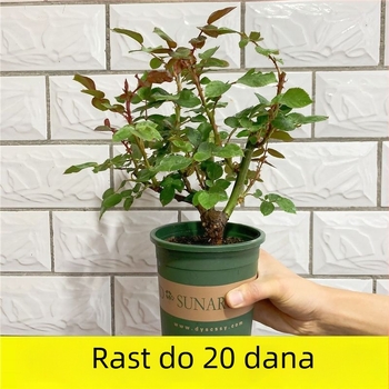 Sadenica ruže sa starim korijenom, za unutarnju i vanjsku sadnju, Šifra proizvoda: 1, Marka: One House, One Flower, Rasvjeta: Neutralno, Temperatura uzgoja: Druga