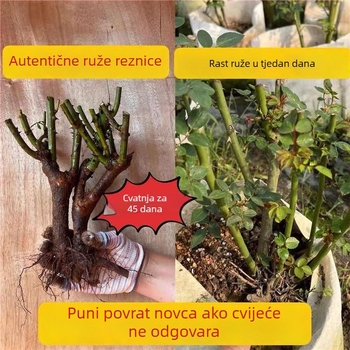 Sadenica ruže sa starim korijenom, za unutarnju i vanjsku sadnju, Šifra proizvoda: 1, Marka: One House, One Flower, Rasvjeta: Neutralno, Temperatura uzgoja: Druga