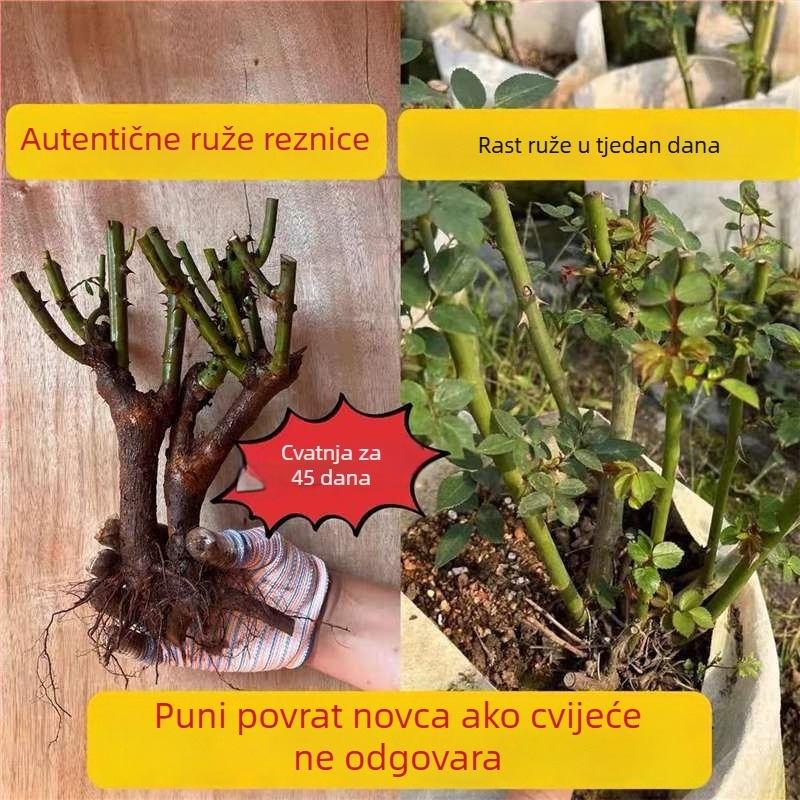 Sadenica ruže sa starim korijenom, za unutarnju i vanjsku sadnju, Šifra proizvoda: 1, Marka: One House, One Flower, Rasvjeta: Neutralno, Temperatura uzgoja: Druga