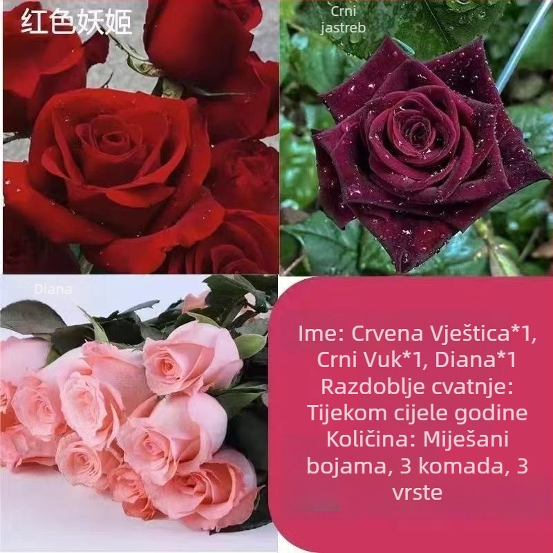 Sadenica ruže sa starim korijenom, za unutarnju i vanjsku sadnju, Šifra proizvoda: 1, Marka: One House, One Flower, Rasvjeta: Neutralno, Temperatura uzgoja: Druga