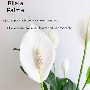 Hidroponska lončanica za ured Peace Lily i Anthurium, jednostavno održavanje, zelena biljka s pupoljcima, cvjeta cijelu godinu