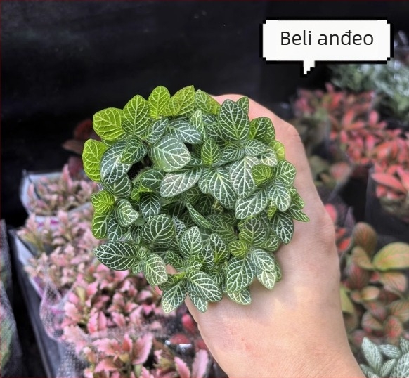 Mikro krajolik biljka od mahovine s mrežastom travom za unutarnje DIY izložbe, u posudama, marka Flower Language