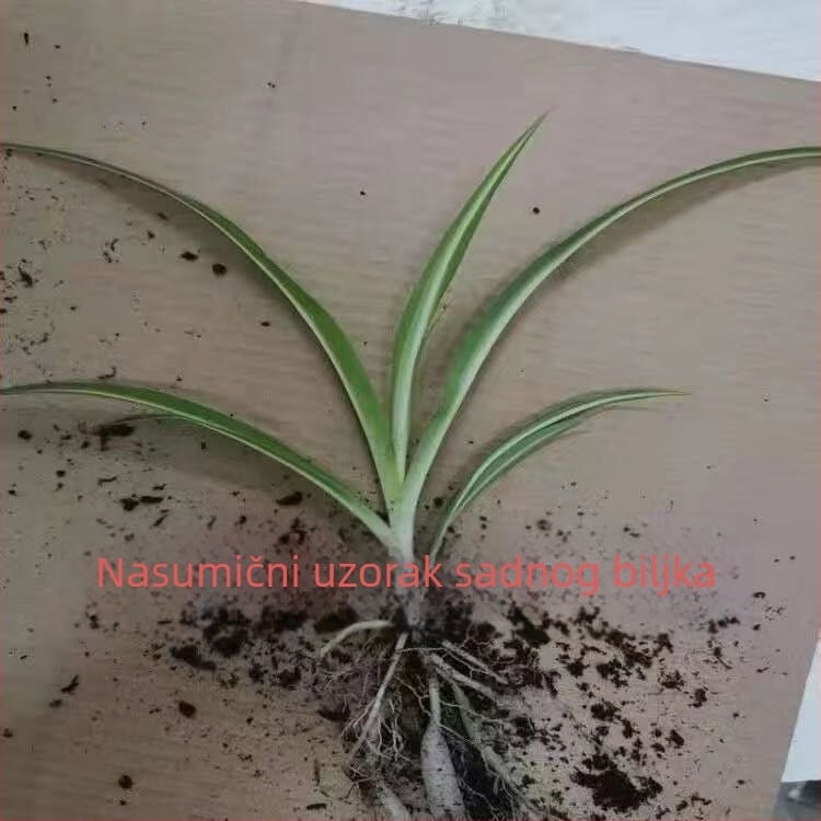 Chlorophytum sobna biljka u posudi | Cjelogodišnje uzgoj u uredu, pročišćavanje zraka i apsorpcija formaldehida | Kod proizvoda AL1001022295