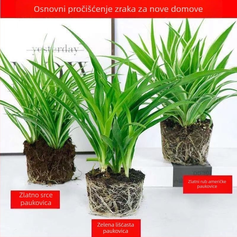 Chlorophytum sobna biljka u posudi | Cjelogodišnje uzgoj u uredu, pročišćavanje zraka i apsorpcija formaldehida | Kod proizvoda AL1001022295