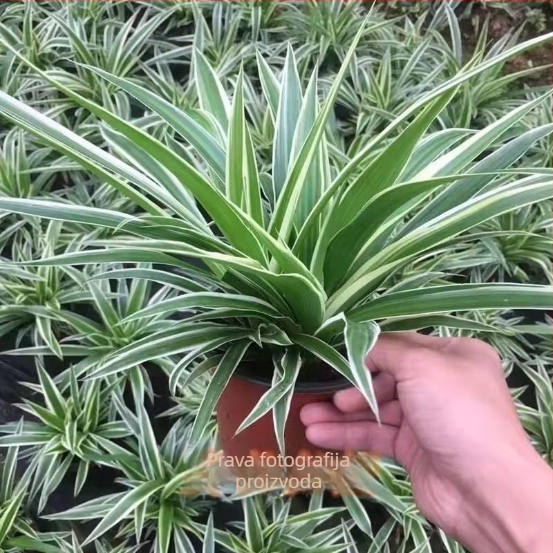 Chlorophytum sobna biljka u posudi | Cjelogodišnje uzgoj u uredu, pročišćavanje zraka i apsorpcija formaldehida | Kod proizvoda AL1001022295