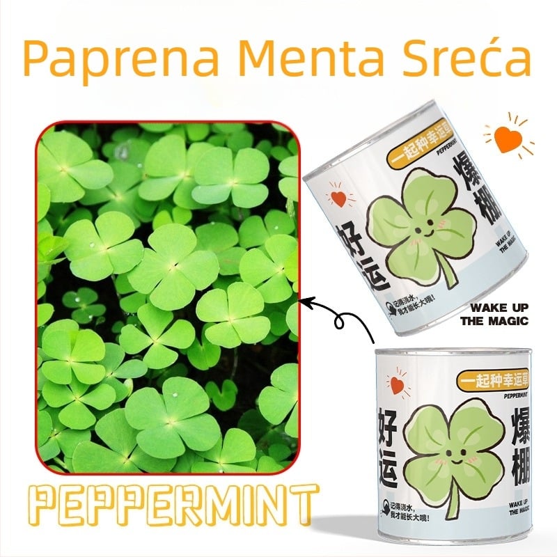 Mini posudeni cvijeća u misterioznoj kutiji za sadnju: jagoda, gypsophila, morning glory; idealno kao dar učenicima ili nagrada u razredu