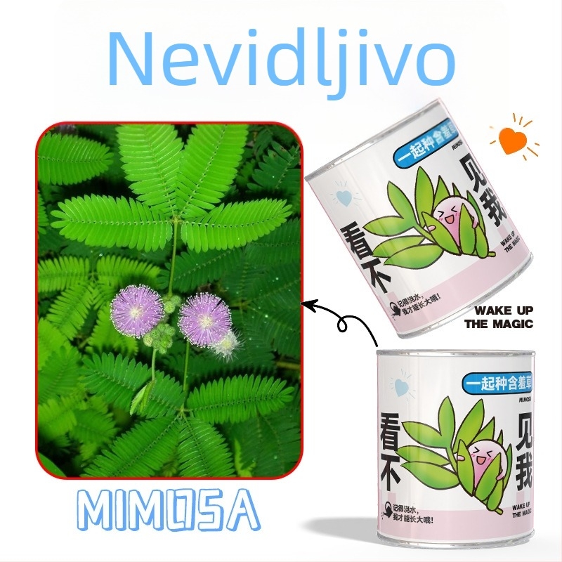 Mini posudeni cvijeća u misterioznoj kutiji za sadnju: jagoda, gypsophila, morning glory; idealno kao dar učenicima ili nagrada u razredu