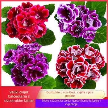 Sjemenke hibiskusa, dvostruko cvjetajuća sorta za unutarnji balkon u saksijama, sunčano okruženje, umjereno zalijevanje