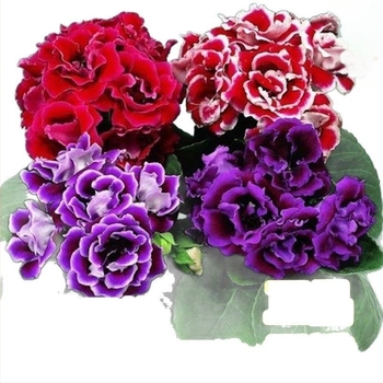 Sjemenke hibiskusa, dvostruko cvjetajuća sorta za unutarnji balkon u saksijama, sunčano okruženje, umjereno zalijevanje