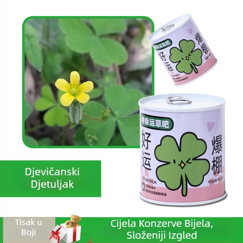 Desktop biljka u kutiji za poklon sa smjesom suncokreta — lako uzgojive sjemenke, sorte: suncokret, jagoda, rajčica, djetelina; više od 15°C, neutralno svjetlo