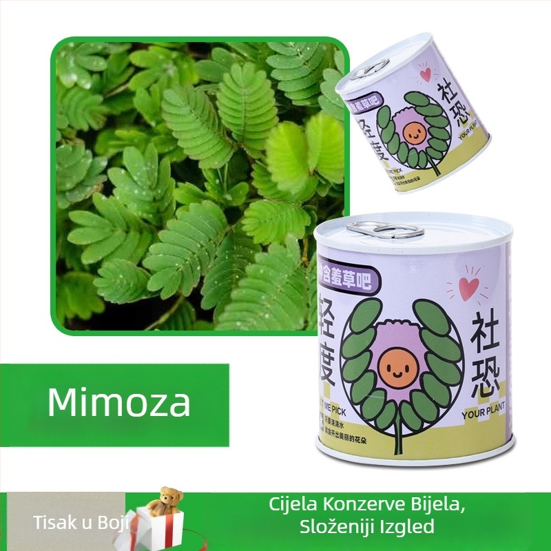 Desktop biljka u kutiji za poklon sa smjesom suncokreta — lako uzgojive sjemenke, sorte: suncokret, jagoda, rajčica, djetelina; više od 15°C, neutralno svjetlo