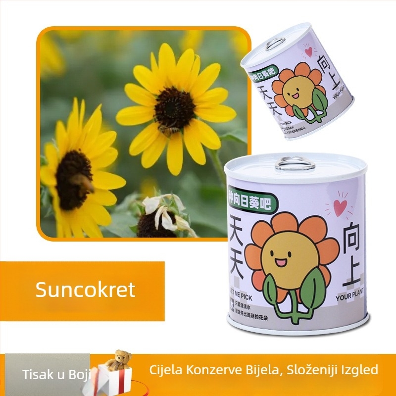 Desktop biljka u kutiji za poklon sa smjesom suncokreta — lako uzgojive sjemenke, sorte: suncokret, jagoda, rajčica, djetelina; više od 15°C, neutralno svjetlo