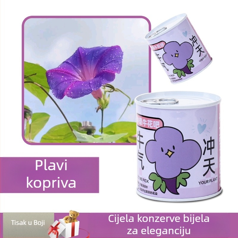 Desktop biljka u kutiji za poklon sa smjesom suncokreta — lako uzgojive sjemenke, sorte: suncokret, jagoda, rajčica, djetelina; više od 15°C, neutralno svjetlo