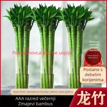 Unutarnji hidroponični bambus s korijenjem – sorte Wenchang, Dragon i Fortune za dnevni boravak, lako za uzgoj