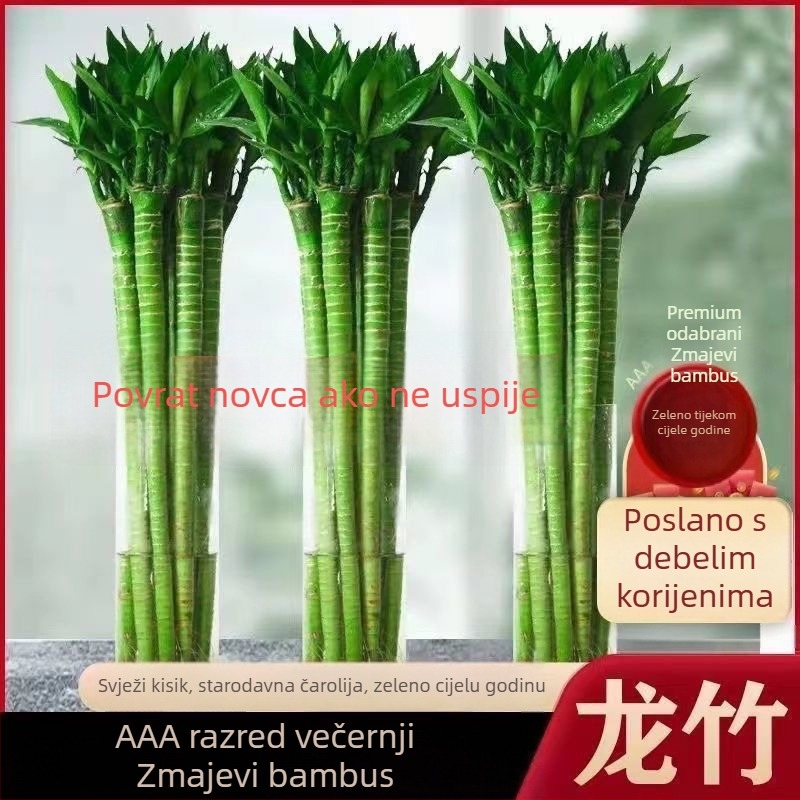 Unutarnji hidroponični bambus s korijenjem – sorte Wenchang, Dragon i Fortune za dnevni boravak, lako za uzgoj