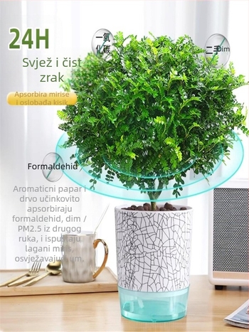 Pepperwood unutarnji bonsai u loncu – listovi otporni na komarce, mlada sjemenka, bonsai sa starim trupom