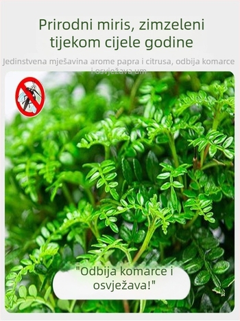 Pepperwood unutarnji bonsai u loncu – listovi otporni na komarce, mlada sjemenka, bonsai sa starim trupom