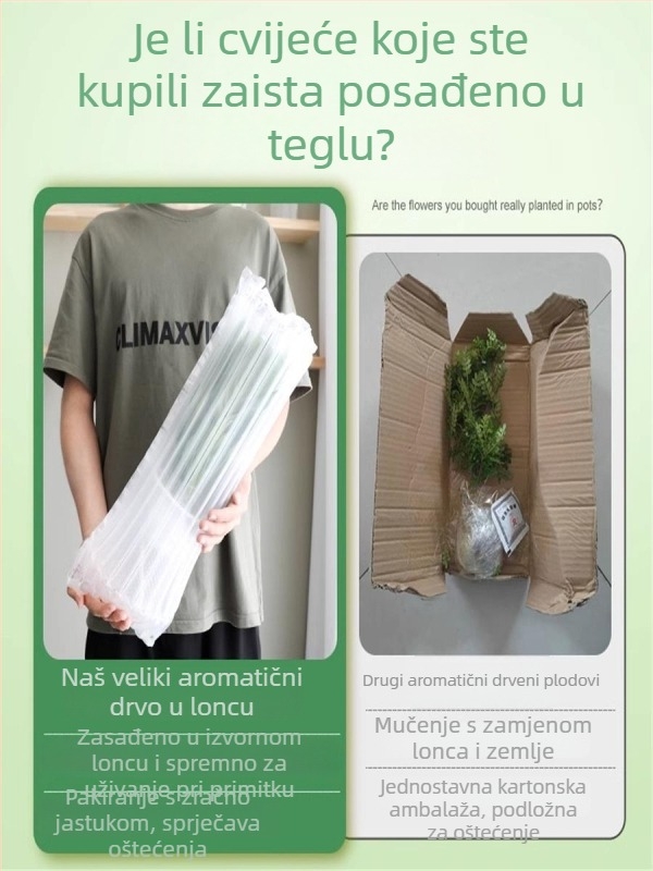 Pepperwood unutarnji bonsai u loncu – listovi otporni na komarce, mlada sjemenka, bonsai sa starim trupom