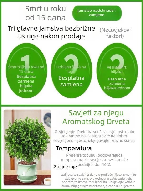 Pepperwood unutarnji bonsai u loncu – listovi otporni na komarce, mlada sjemenka, bonsai sa starim trupom