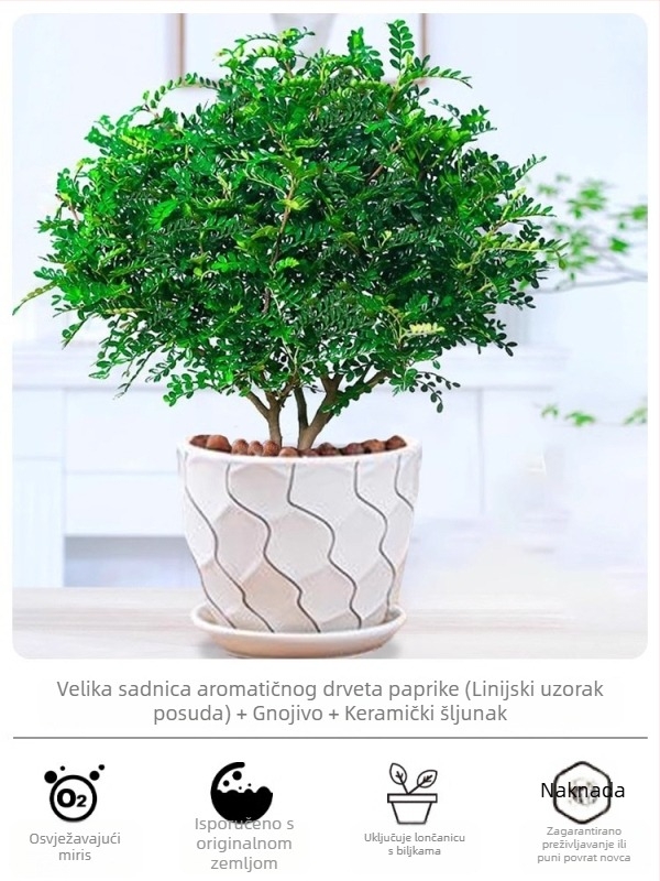 Pepperwood unutarnji bonsai u loncu – listovi otporni na komarce, mlada sjemenka, bonsai sa starim trupom