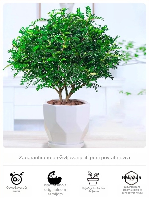Pepperwood unutarnji bonsai u loncu – listovi otporni na komarce, mlada sjemenka, bonsai sa starim trupom