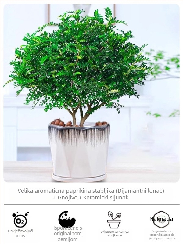 Pepperwood unutarnji bonsai u loncu – listovi otporni na komarce, mlada sjemenka, bonsai sa starim trupom