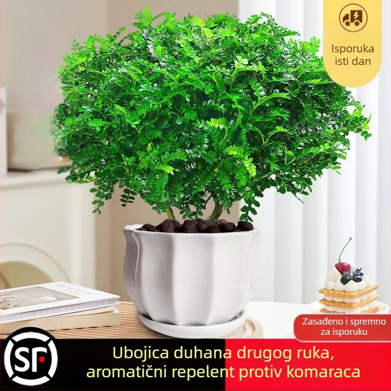 Pepperwood unutarnji bonsai u loncu – listovi otporni na komarce, mlada sjemenka, bonsai sa starim trupom