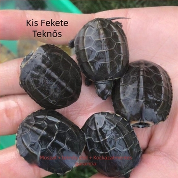 Házi édesvízi teknős, márka Dongyi Yang, faj teknős, termékkód SbZnN4BZ