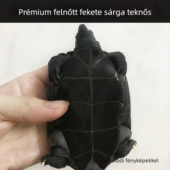 Házi édesvízi teknős, márka Dongyi Yang, faj teknős, termékkód SbZnN4BZ