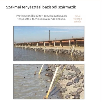 Kínai teknős, dekoratív fiatal példány