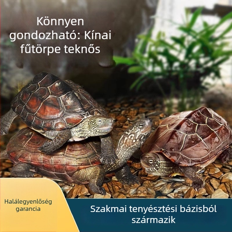 Kínai teknős, dekoratív fiatal példány