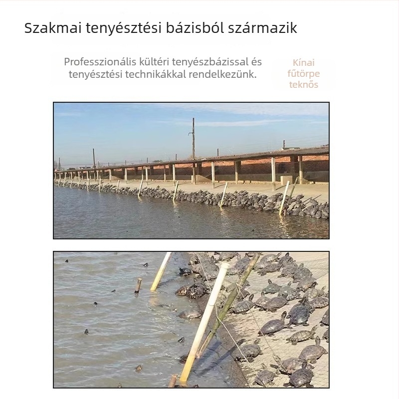 Kínai teknős, dekoratív fiatal példány